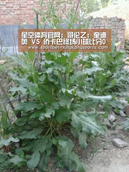 星空体育在线入口